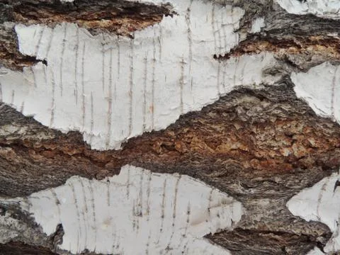 The texture of the tree bark Stock Photos