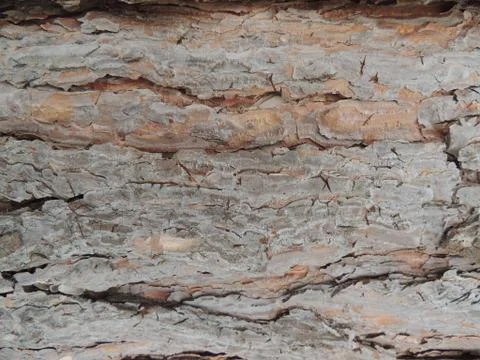 The texture of the tree bark Stock Photos