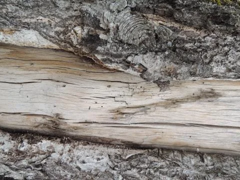 The texture of the tree bark Stock Photos