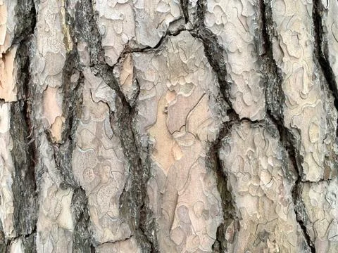 Texture of tree bark. Stock Photos
