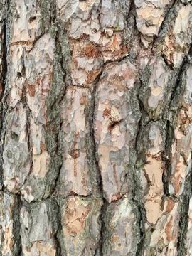 Texture of tree bark Stock Photos