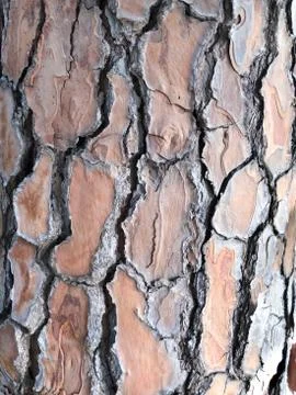 Texture of tree bark. Stock Photos