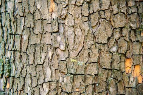 Texture of tree bark Stock Photos