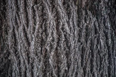 The texture of the tree bark Stock Photos
