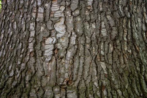 The texture of the tree bark Stock Photos