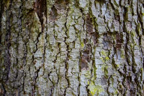 The texture of the tree bark Stock Photos