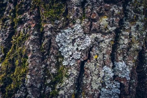 Texture of tree bark Stock Photos