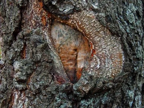 The texture of the tree bark Foto stock
