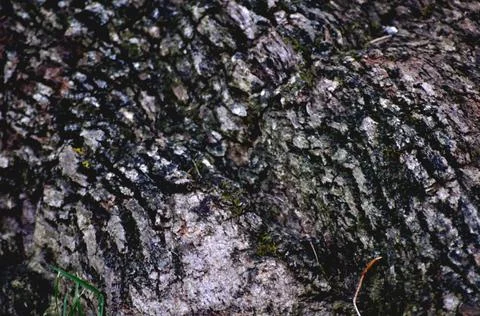 The texture of the tree bark Stock Photos