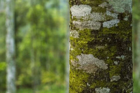 Texture tree bark Stock Photos