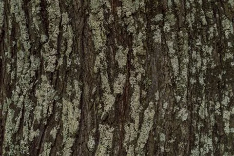 Texture tree bark Stock Photos