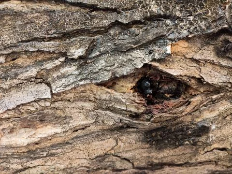 Texture of tree bark Foto stock