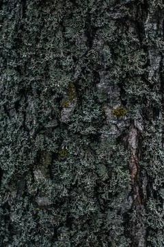 The texture of the tree bark Stock Photos