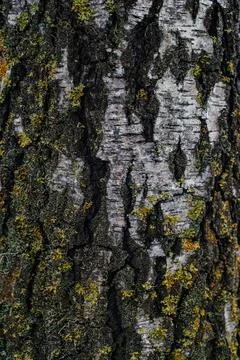 The texture of the tree bark Stock Photos