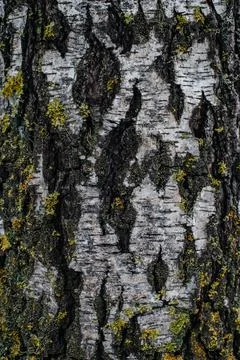 The texture of the tree bark Stock Photos
