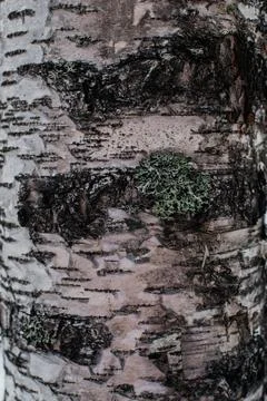 The texture of the tree bark Stock Photos