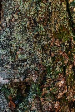 The texture of the tree bark Stock Photos