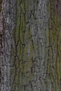 The texture of the tree bark Stock Photos