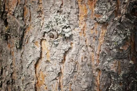 Texture of tree bark Stock Photos