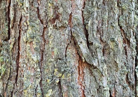 Texture of tree bark. Pine. Abstract background made of tree bark. Close up. Stock Photos