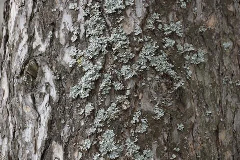 The texture of the tree bark pine gray moss lichen Stock-Fotos