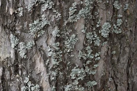 The texture of the tree bark pine gray moss lichen Stock-Fotos