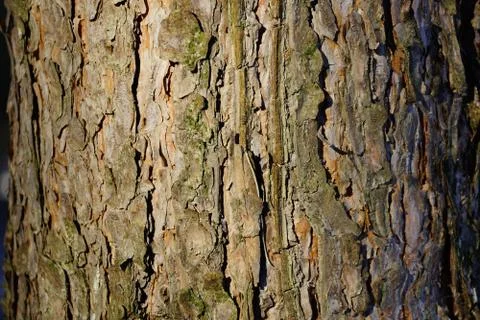 The texture of the tree bark pine gray moss lichen 스톡 사진