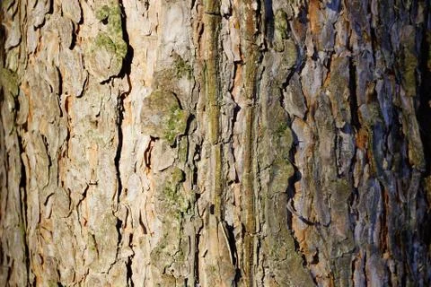The texture of the tree bark pine gray moss lichen Stock Photos