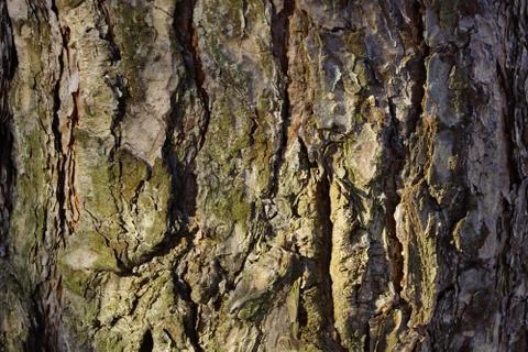 The texture of the tree bark pine gray moss lichen Stock-Fotos