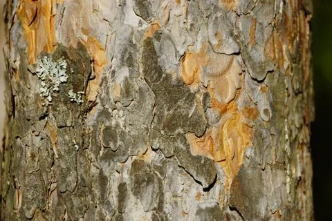 The texture of the tree bark pine gray moss lichen 스톡 사진