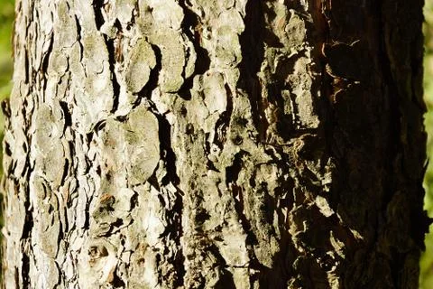 The texture of the tree bark pine gray moss lichen 스톡 사진