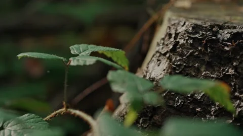Texture of tree bark shining in the sun Stock Footage 194134234