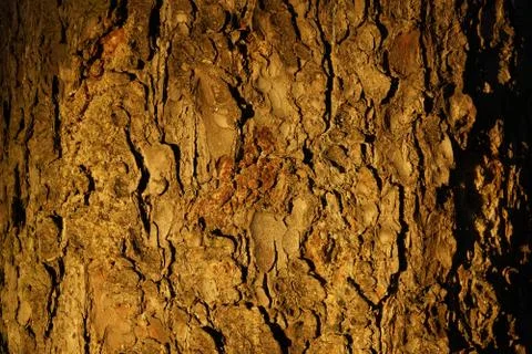 The texture of the tree bark spruce illuminated by the evening rays of the su Foto stock