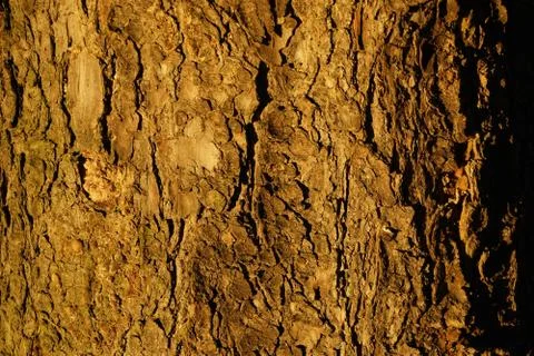 The texture of the tree bark spruce illuminated by the evening rays of the su 스톡 사진