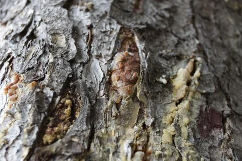 The texture of the tree bark spruce resin spring 스톡 사진