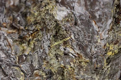 The texture of the tree bark spruce resin spring Stock-Fotos