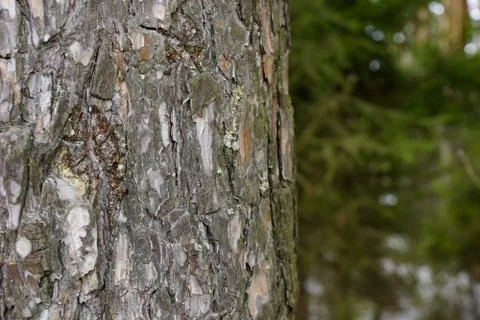 The texture of the tree bark spruce resin spring Stock-Fotos