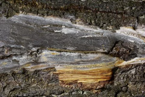 The texture of the tree bark spruce resin spring Stock-Fotos