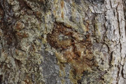 The texture of the tree bark spruce resin spring Stock Photos