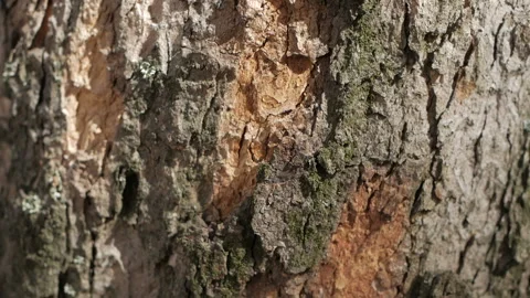 Texture of tree bark in sunny weather 스톡 동영상 97116852