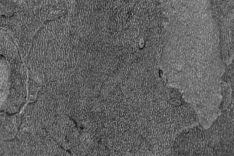 The texture of tree bark sycamore. Natural background 스톡 사진