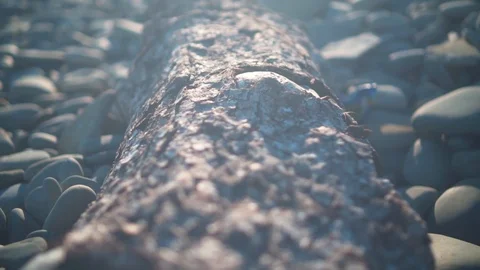 Texture of tree bark. Texture of tree bark. Tree trunk with rough pine bark. Stock Footage 109276938