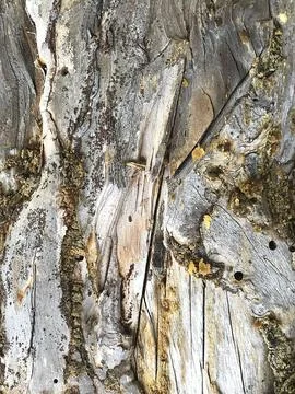 Texture of tree bark with traces of cracks and resin. Stock Photos