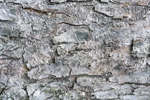 Texture of tree bark treated with white insect paint. Stock Photos