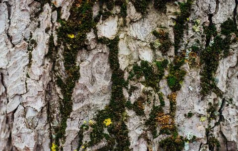 The texture of the tree bark. Tree in the park close-up. Relief texture and b Stock Photos