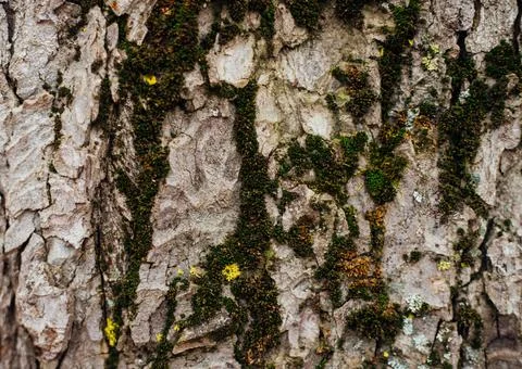 The texture of the tree bark. Tree in the park close-up. Relief texture and b Stock Photos