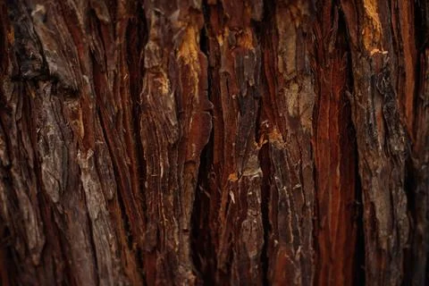 The texture of the tree bark. Tree in the park close-up. Relief texture and b Stock Photos