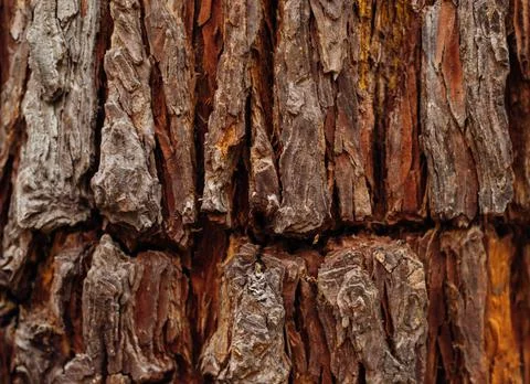 The texture of the tree bark. Tree in the park close-up. Relief texture and b Stock Photos