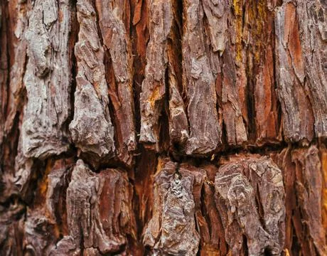 The texture of the tree bark. Tree in the park close-up. Relief texture and b Stock Photos