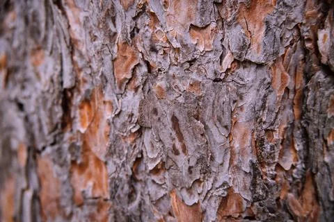The texture of the tree bark. Tree in the park close-up. Relief texture and b Stock Photos